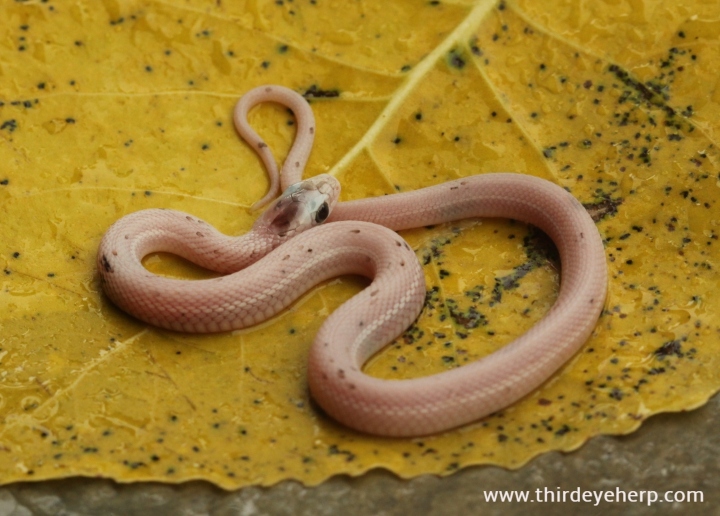 Nebraska White Plains Garter Snake